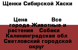 Щенки Сибирской Хаски › Цена ­ 20 000 - Все города Животные и растения » Собаки   . Калининградская обл.,Светловский городской округ 